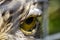 Close-up of a striking yellow eye of a Stone Curlew bird. Part of the bird's head