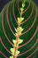 Close up of strikingly marked tropical `Maranta Leuconeura Fascinator Prayer Plant` leaf