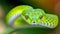 Close up of a strikingly vibrant green snake amidst the lush tropical rainforest