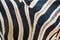 Close up of stripe pattern of Zebra body feather