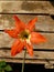 Close-up of a Striped Barbados lily
 flower with vibrant petals on a wooden background