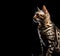 Close-up of striped bengal cat isolated on black background with copy space