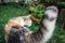 Close up striped cat tail over green grass background. Cute calico parti-colour thai cat striped tail.