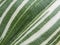 Close-up striped leaf