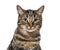 Close-up on a striped mixed-breed cat (2 years old) isolated on