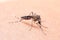 Close-up of Striped mosquitoes are eating blood on human skin