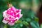 Close-up of a striped rose: the Variegata from Bologna