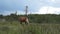 CLOSE UP: Strong cute baby foal and muscular dark bay mare running fast along big meadow field on beautiful summer day