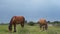 CLOSE UP: Strong cute baby foal and muscular dark bay mare running fast along big meadow field on beautiful summer day