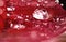 Close-up, strong macro, of red leaf of poinsettia, Euphorbia pulcherrima, with drops from dew in morning