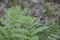 Close-up of the structures of the Ostrich Fern plant