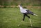 Close up of a strutting  secretary bird