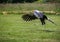 Close up of a strutting secretary bird with wings spread