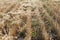 Close-up of the stubble of a mowed wheat field of wheat, rows of ears on a mowed field