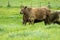 Close up of Stud Beef bulls, cows and calves grazing on grass