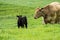 Close up of Stud Beef bulls, cows and calves grazing on grass