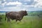 Close up of Stud Beef bulls and cows grazing on grass in a field, in Australia.