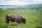 Close up of Stud Beef bulls and cows grazing on grass in a field, in Australia.