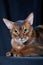 Close-up studio portrait Abyssinian cat on dark background