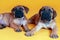 Close-up studio portrait of two cute bull mastiff puppies lying down on yellow background.