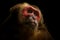 Close up of Stump-tailed macaque