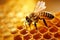 Close up of a stunning honeybee gathering nectar on a honeycomb illuminated by warm sunlight