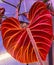 Close up of a stunning red back leaf of Philodendron Verrucosum Amazon Sunset