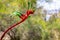 Close up of stunning red and green Australian Kangaroo Paw flower