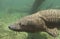 Close up of a Sturgeon fish swimming under wate