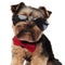 Close up of stylish yorkshire terrier wearing sunglasses