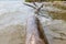 Close-up of a submerged tree trunk washed ashore in summer in a river with water splashing waves crashing against it. Snag near
