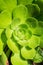 Close up of succulent Aeonium arboretum rosette, California