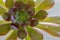 Close up of succulent. Aeonium Blushing Beauty