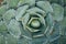 Close-up of a succulent (Agave parrasana) plant with thorn-tipped leaves