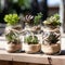 Close-up of a succulent arrangement in a glass vase (terrarium)