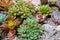 Close up of succulent and cactus in mini terrarium