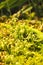 Close-up of a succulent green moss plant growing in a moist area