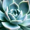 close up of succulent plant