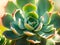close up of succulent plant, Ai Generated