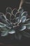 Close up succulent plant, dark photo, toned echeveria succulent rosette