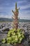 Close up of a succulent plant growing on coastal shingle