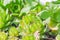 Close up of Succulent plant houseleek Sempervivum. Natural background