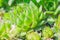 Close up of Succulent plant houseleek Sempervivum. Natural background