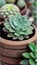 A close-up of a succulent plant in a pot illustration Artificial Intelligence artwork generated