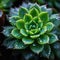 A close up of a succulent plant with water droplets, AI