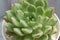 Close-up of succulent plants with pastel green and red tipped in a white flowerpot.Echeveria