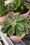 Close up succulents plant in pot, indoor decorative live plant