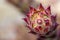 Close up of suculent - Sempervivum sp.