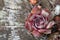 Close up of suculent - Sempervivum sp. on wood background