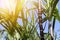 Close up of sugarcane plants in growth at field